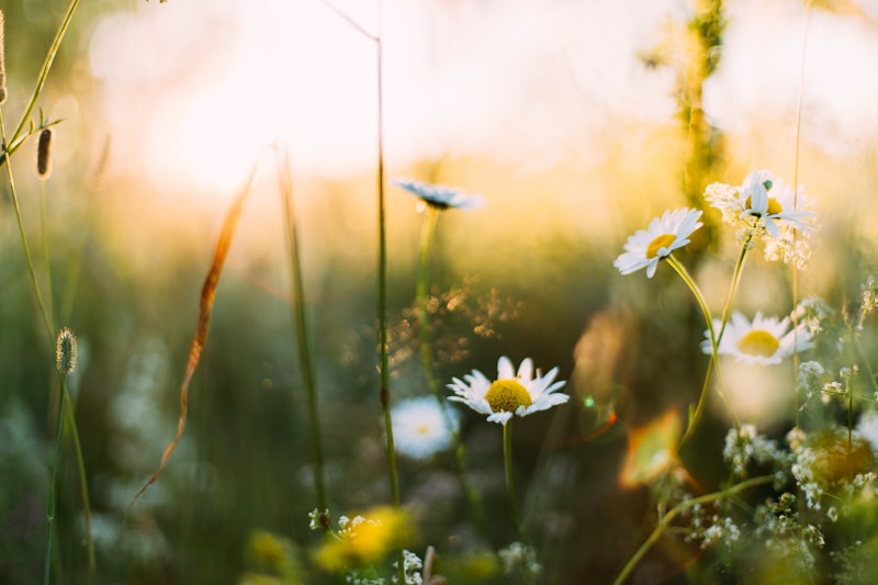 Exploring the Impact of Seasonal Changes on Wedding Dresses